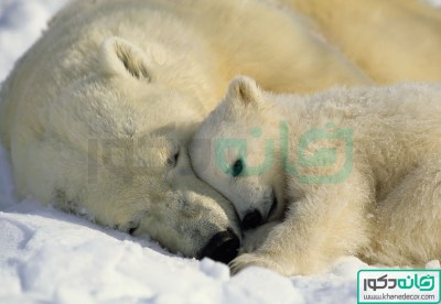 1-605_Polar_Bears_hd (1)